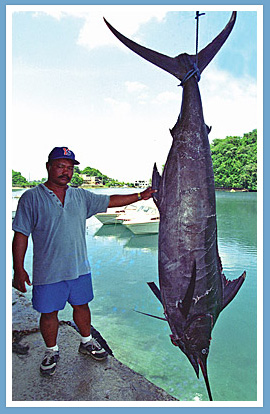 409 lbs. Black Marlin