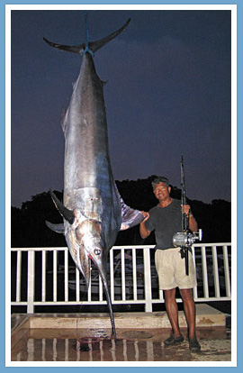 560 lbs. Black Marlin