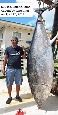 608 lbs. Blue Fin Tuna