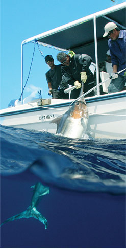 Bringing a marlin up onto the boat